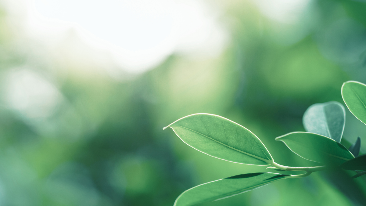 Close-up of a branch with several elongated leaves against a blurred green background.