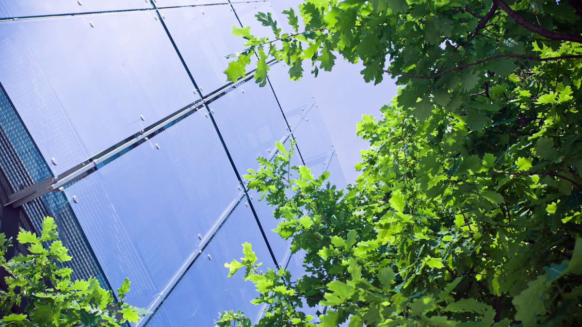 Upward view of a glass building with a reflective facade next to green tree branches
