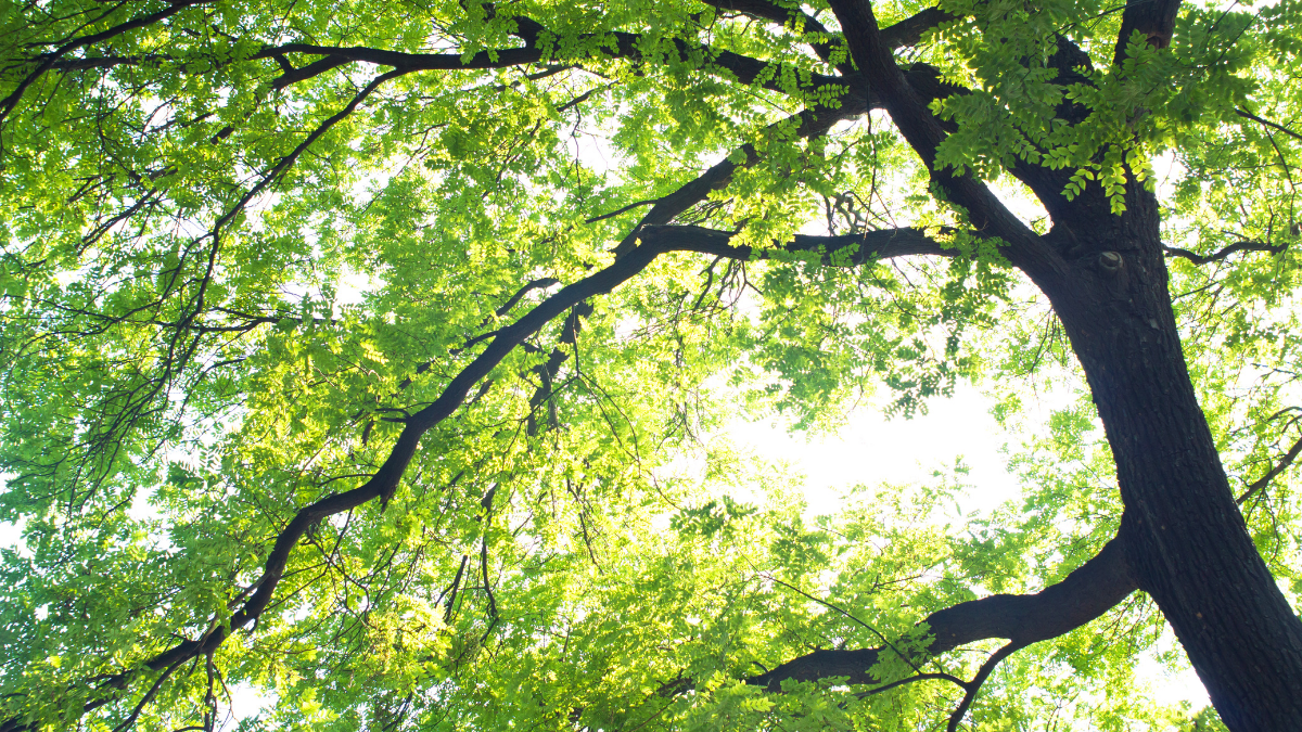 Upward view of a tree with spreading branches and lush green foliage under bright daylight.