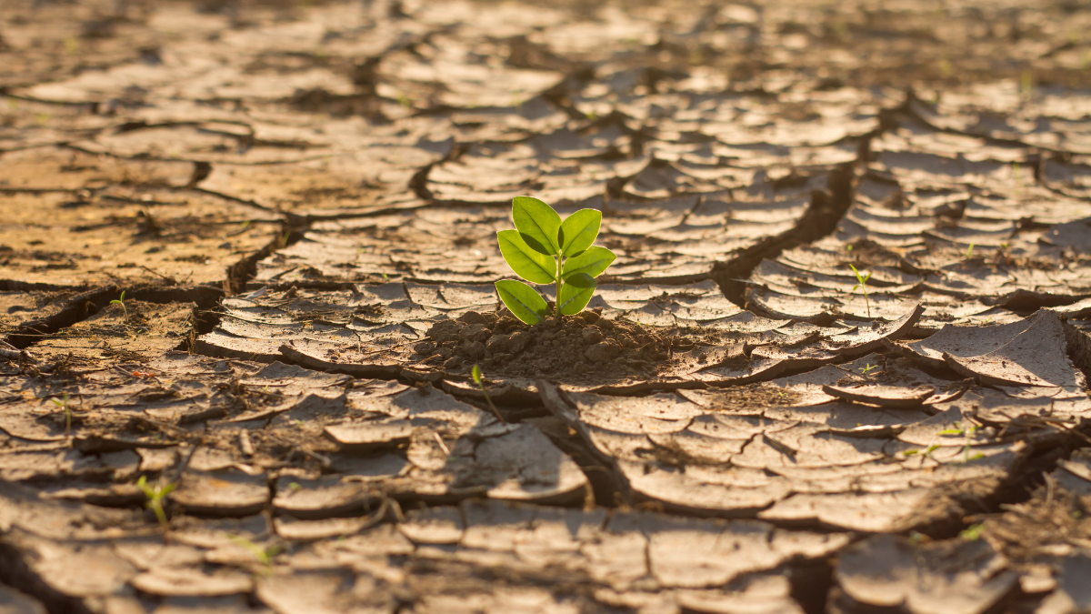 Small green plant sprout growing from cracked, dry soil
