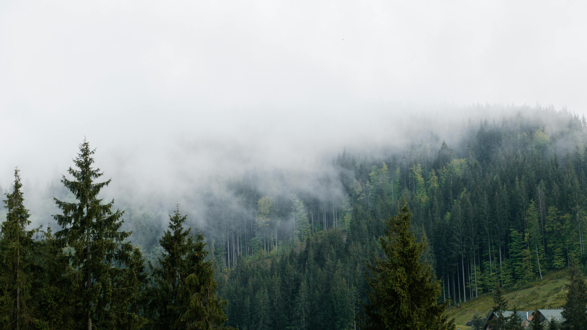 Forest with coniferous trees, partially covered in mist